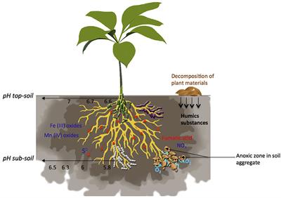 Diversifying Anaerobic Respiration Strategies to Compete in the Rhizosphere